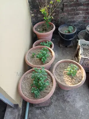 ছাদ বাগান টব বিক্রি করে দিবো