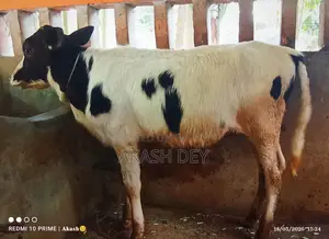 15-Liter Friesian Cow with Calf