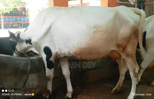 15-Liter Friesian Cow with Calf