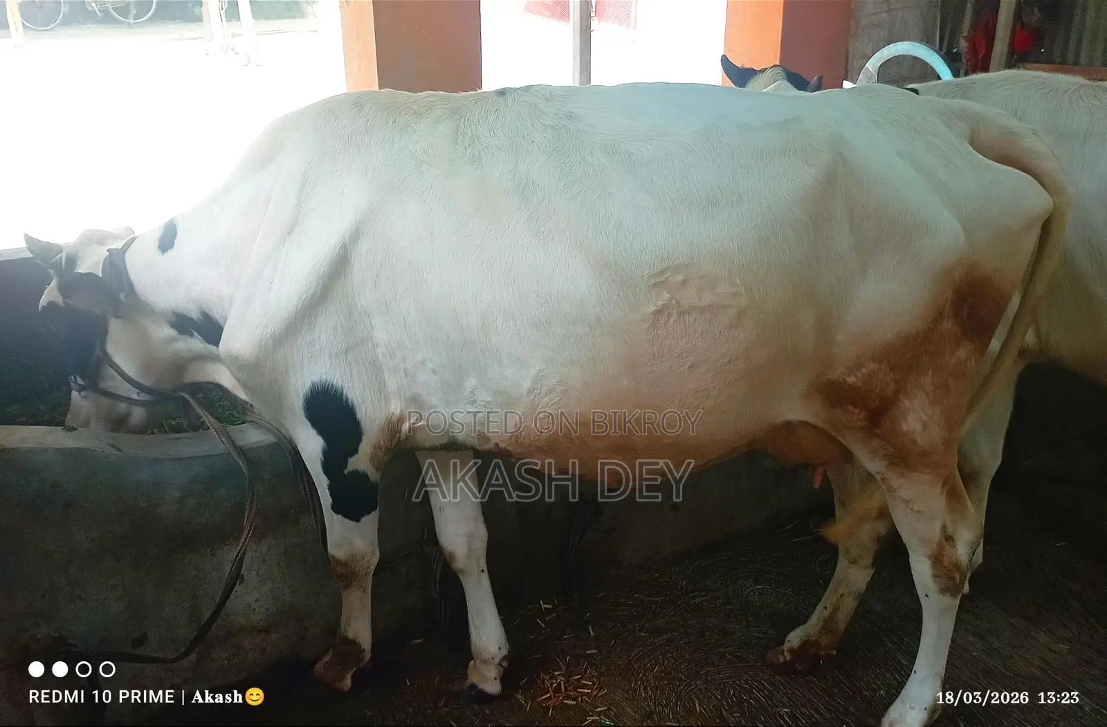 15-Liter Friesian Cow with Calf