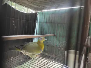 হরিয়াল সিংগেল এডাল্ট