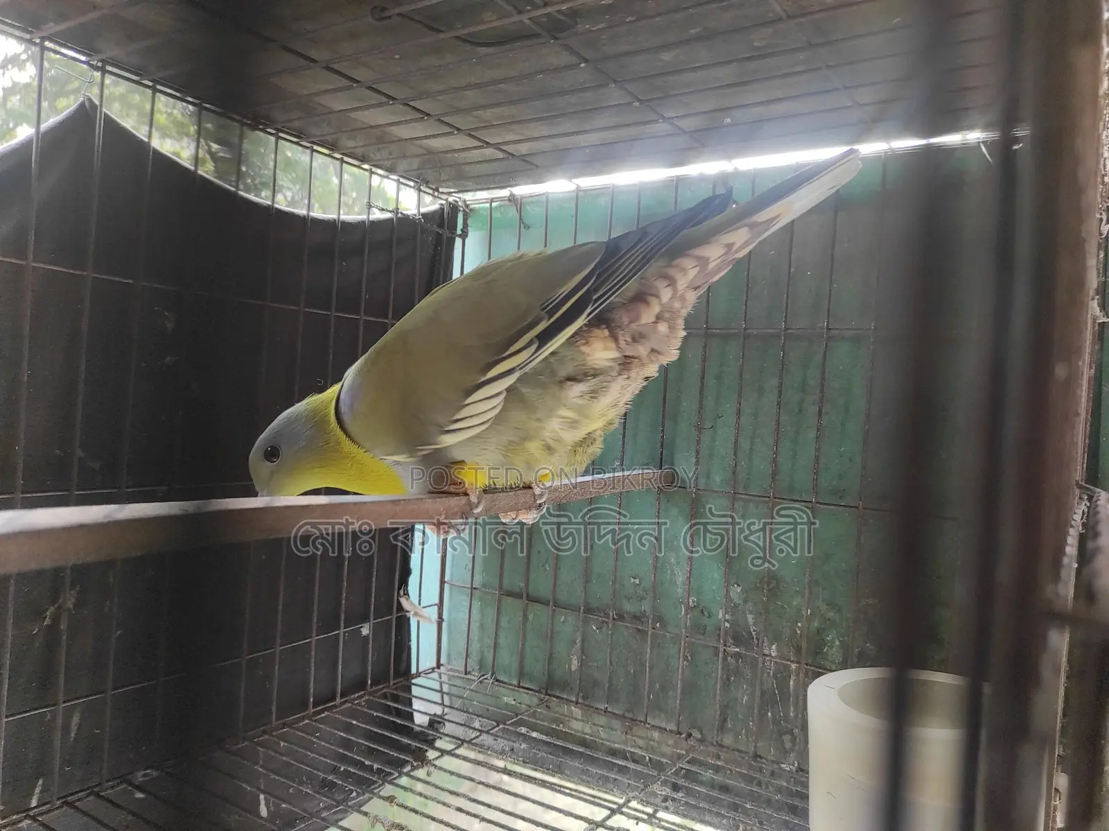 হরিয়াল সিংগেল এডাল্ট