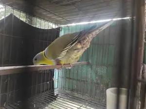 হরিয়াল সিংগেল এডাল্ট