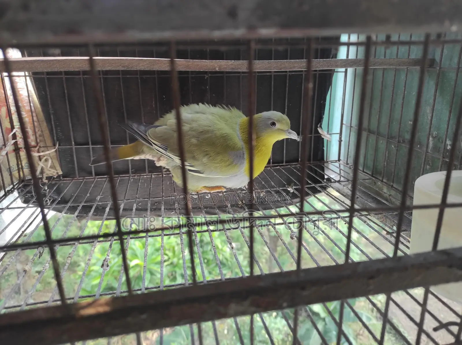 হরিয়াল সিংগেল এডাল্ট