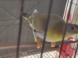 হরিয়াল সিংগেল এডাল্ট