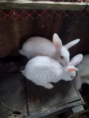 Rabbit for Sale
