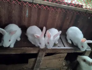 Rabbit for Sale
