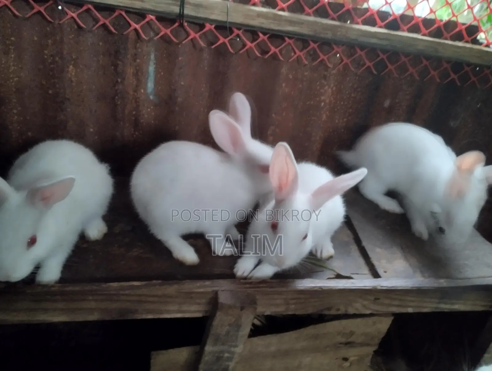 Rabbit for Sale