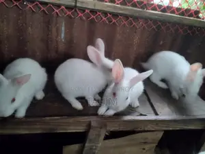 Rabbit for Sale
