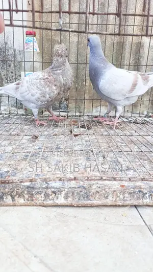 রেসার বেবি