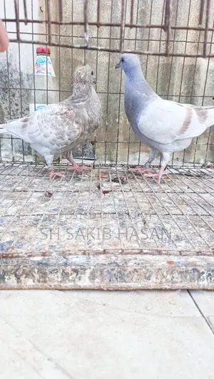 রেসার বেবি