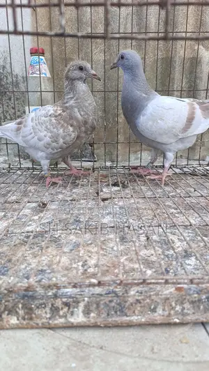 রেসার বেবি