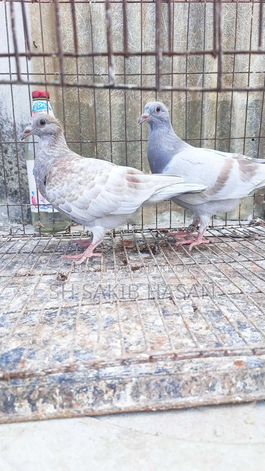 রেসার বেবি