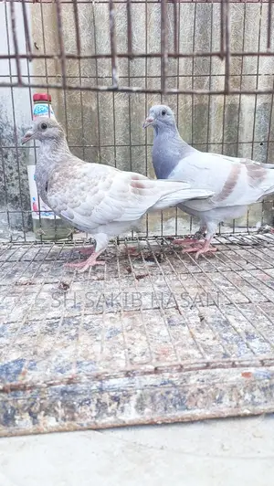 রেসার বেবি