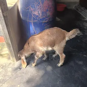 Three Goats for Sale
