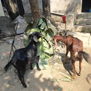 Three Goats for Sale