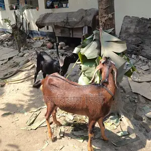 Three Goats for Sale