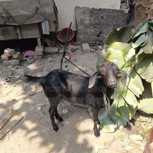 Three Goats for Sale