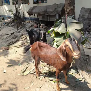 Three Goats for Sale