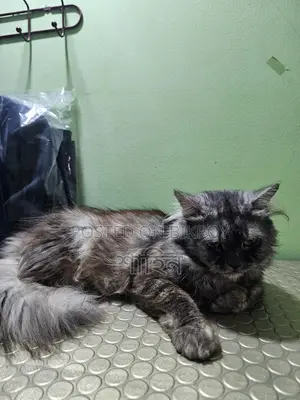 পার্সিয়ান ক্যাট