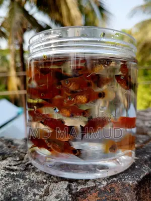 Guppy Fish
