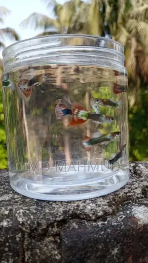 Guppy Fish