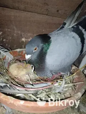 রানিং ডিম বাচচসহ+ছাড়া কবুতর বিক্রি হবে।