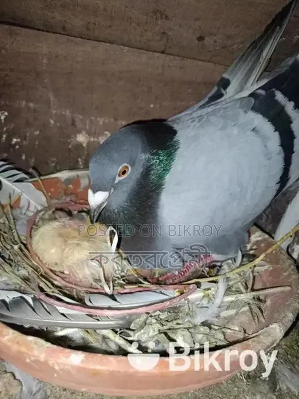 রানিং ডিম বাচচসহ+ছাড়া কবুতর বিক্রি হবে।