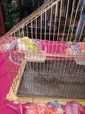 A Pair of Budgie Birds