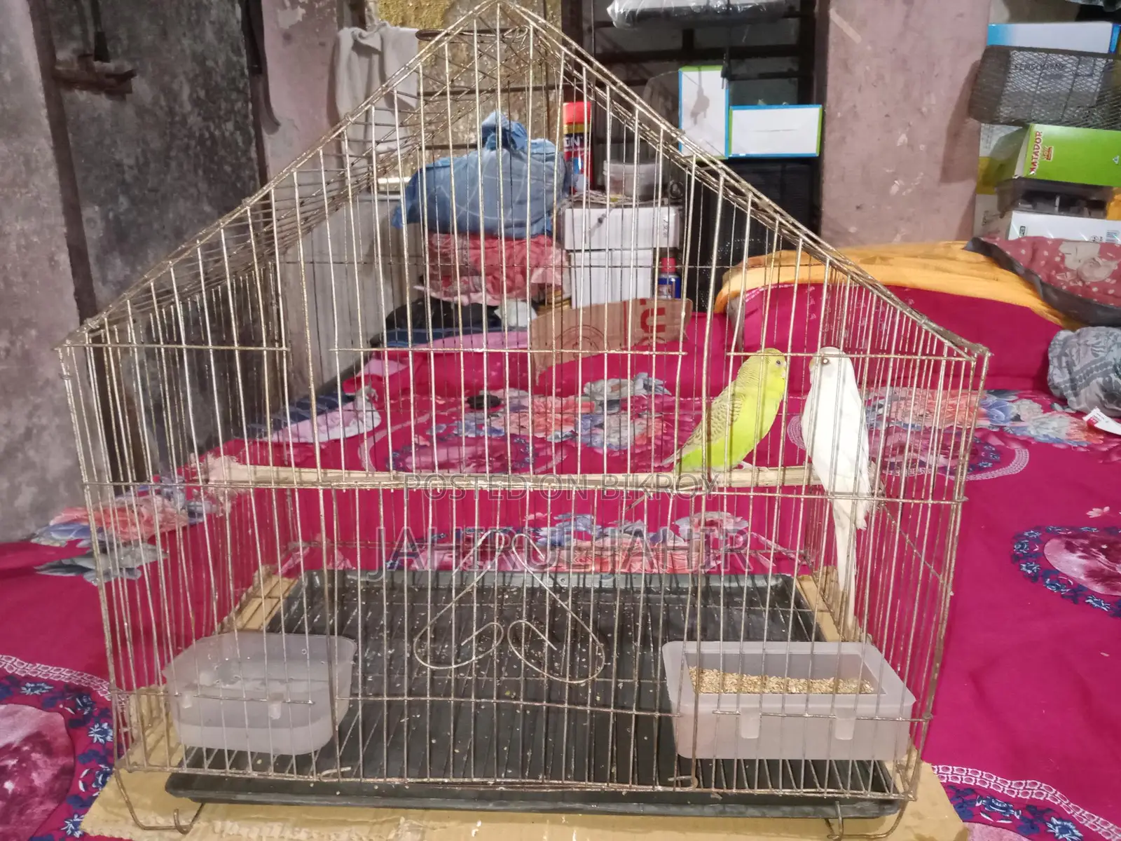 A Pair of Budgie Birds