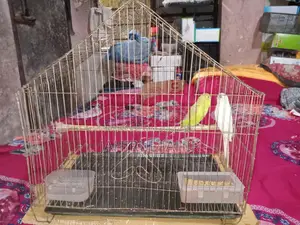 A Pair of Budgie Birds