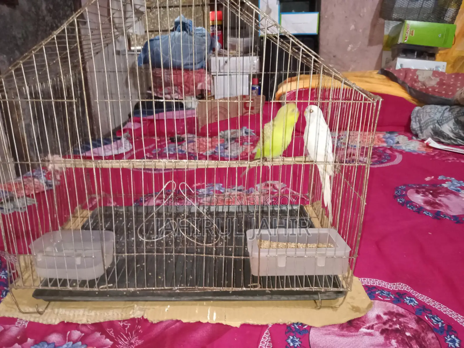 A Pair of Budgie Birds