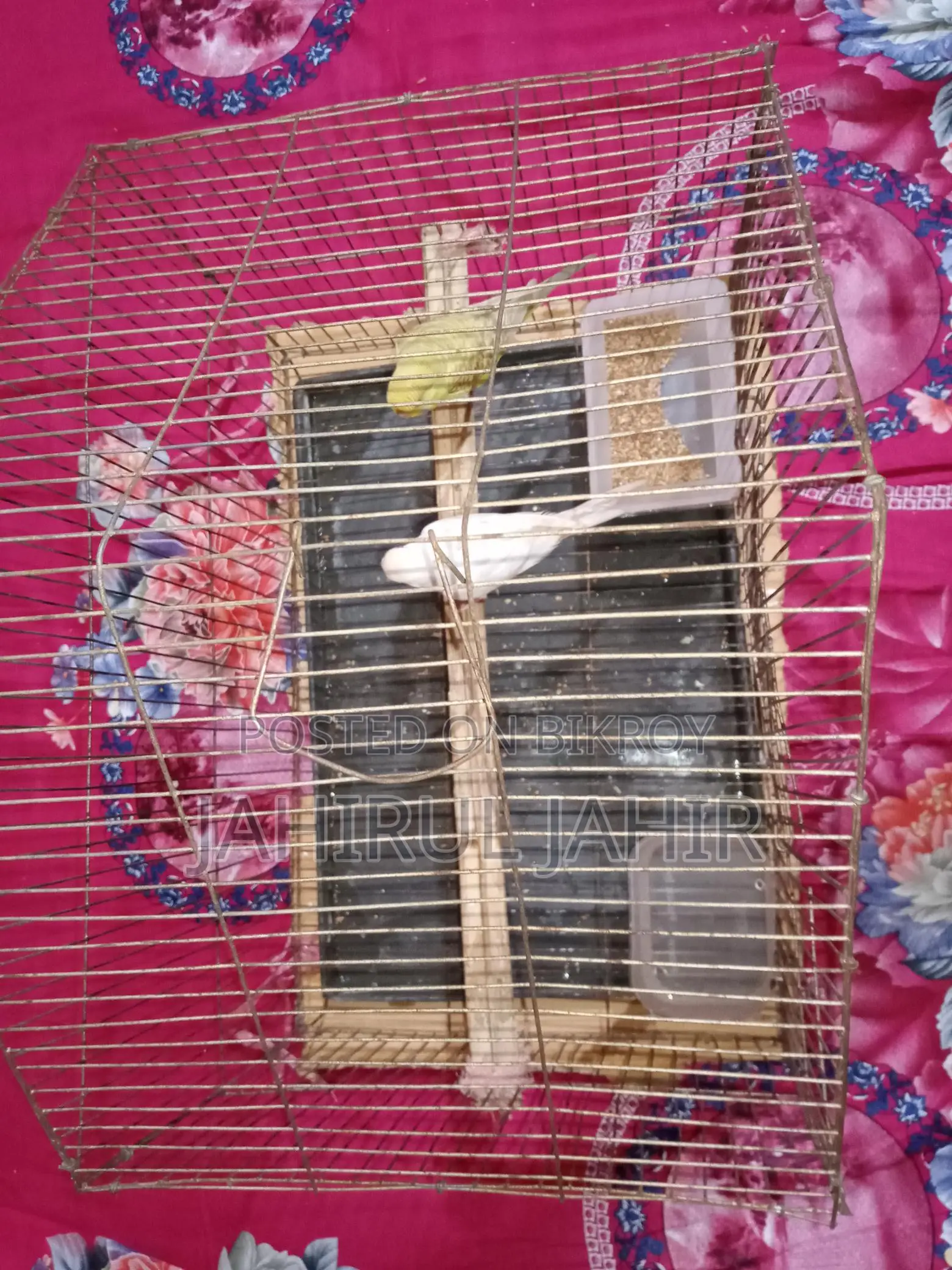 A Pair of Budgie Birds