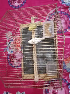 A Pair of Budgie Birds