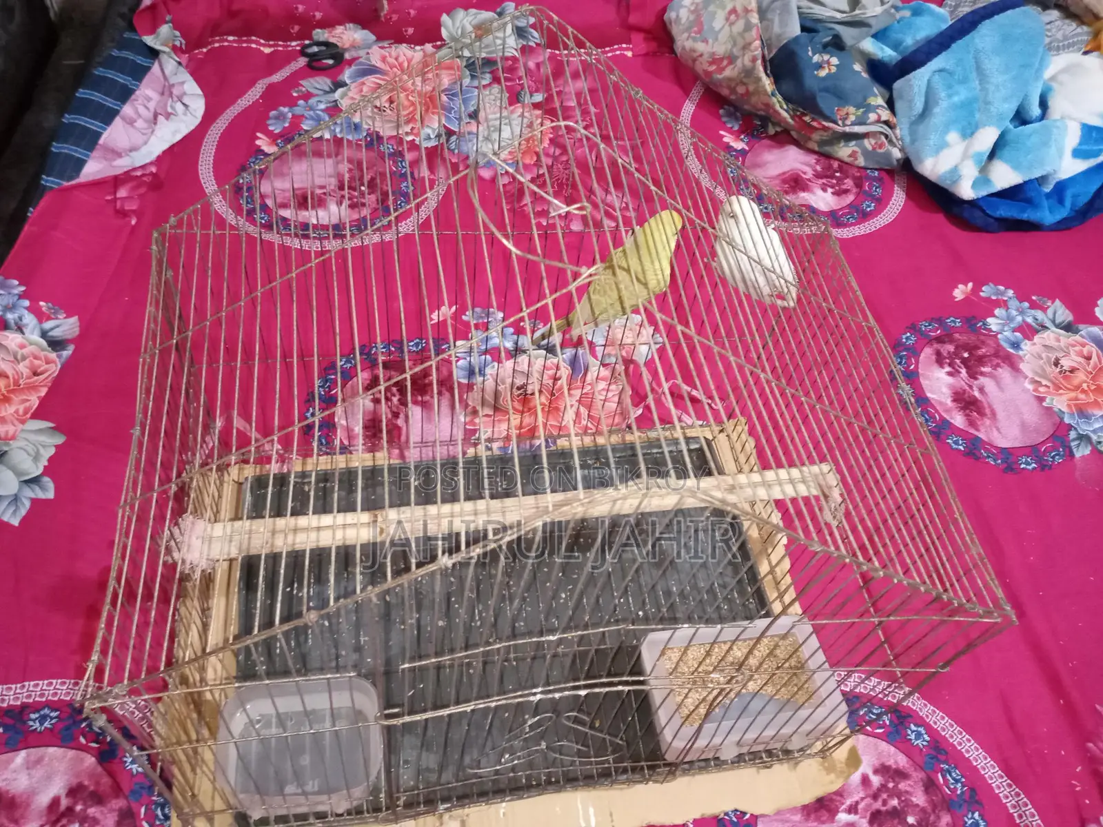 A Pair of Budgie Birds
