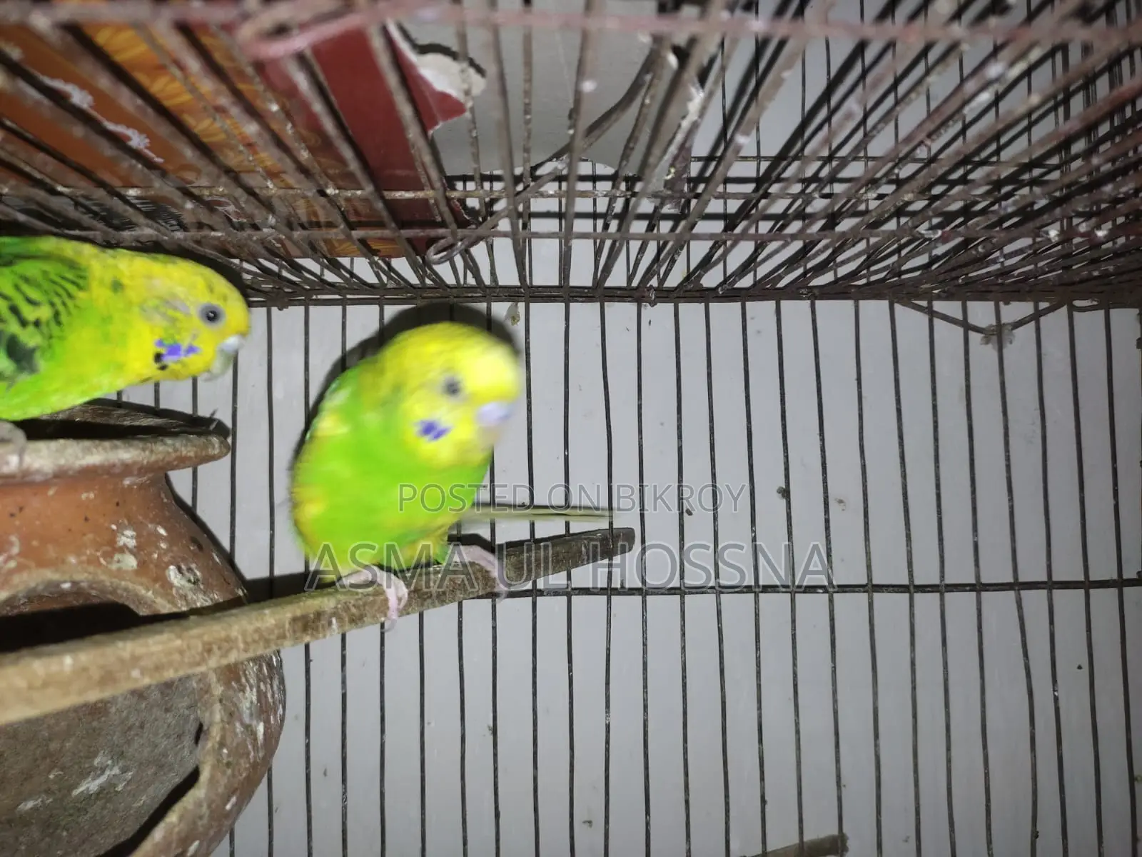 1 pair of running Budgie birds for sale