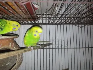 1 pair of running Budgie birds for sale