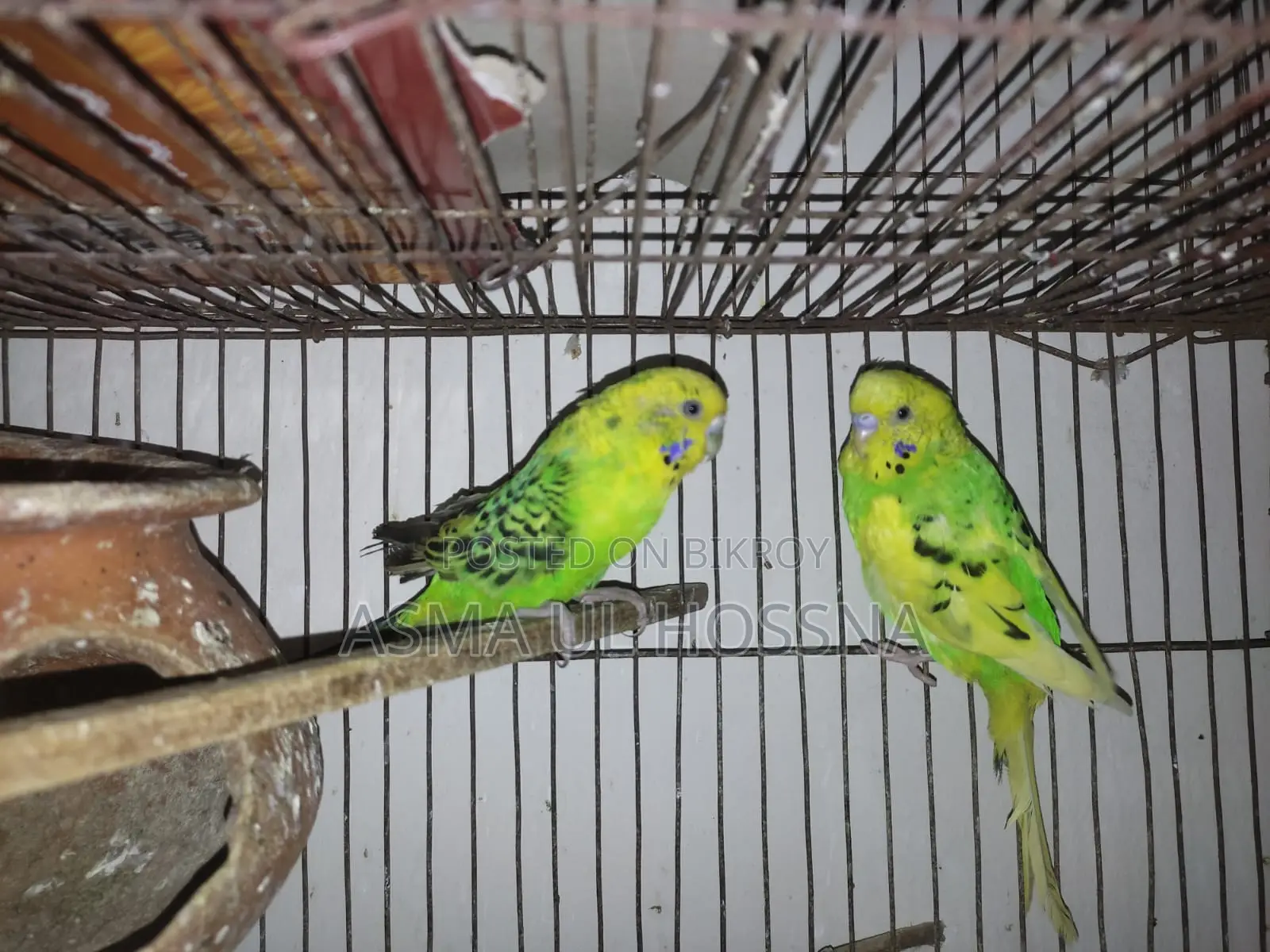 1 pair of running Budgie birds for sale