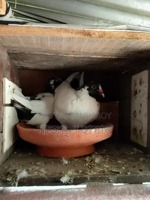 কিং কবুতরের ক্রস