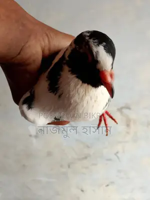 কিং কবুতরের ক্রস