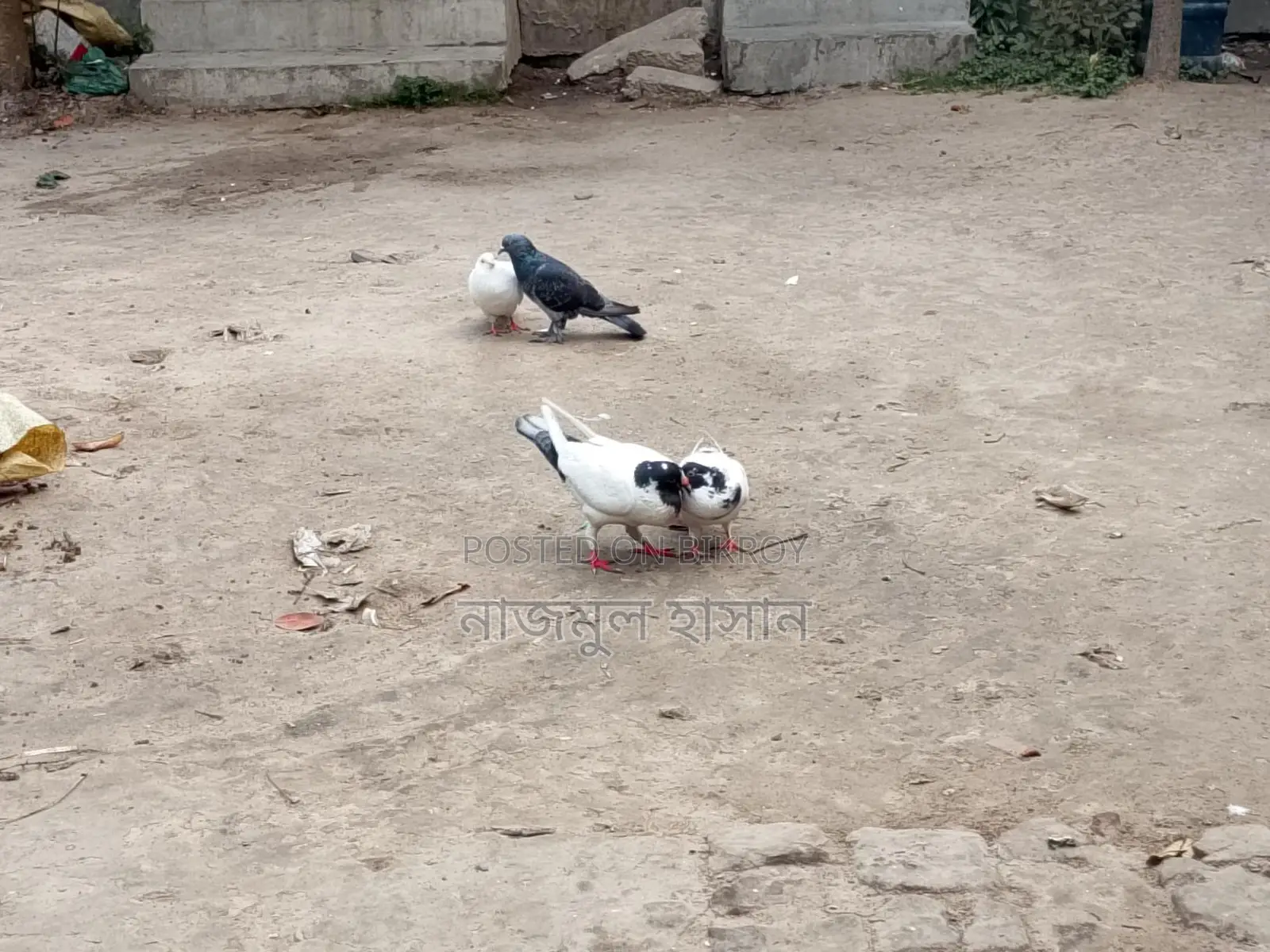 কিং কবুতরের ক্রস
