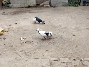 কিং কবুতরের ক্রস