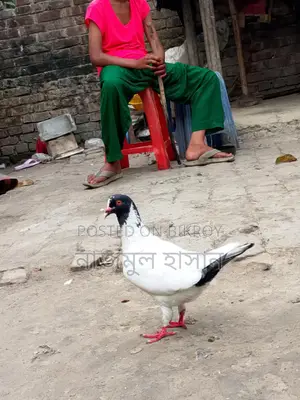 কিং কবুতরের ক্রস