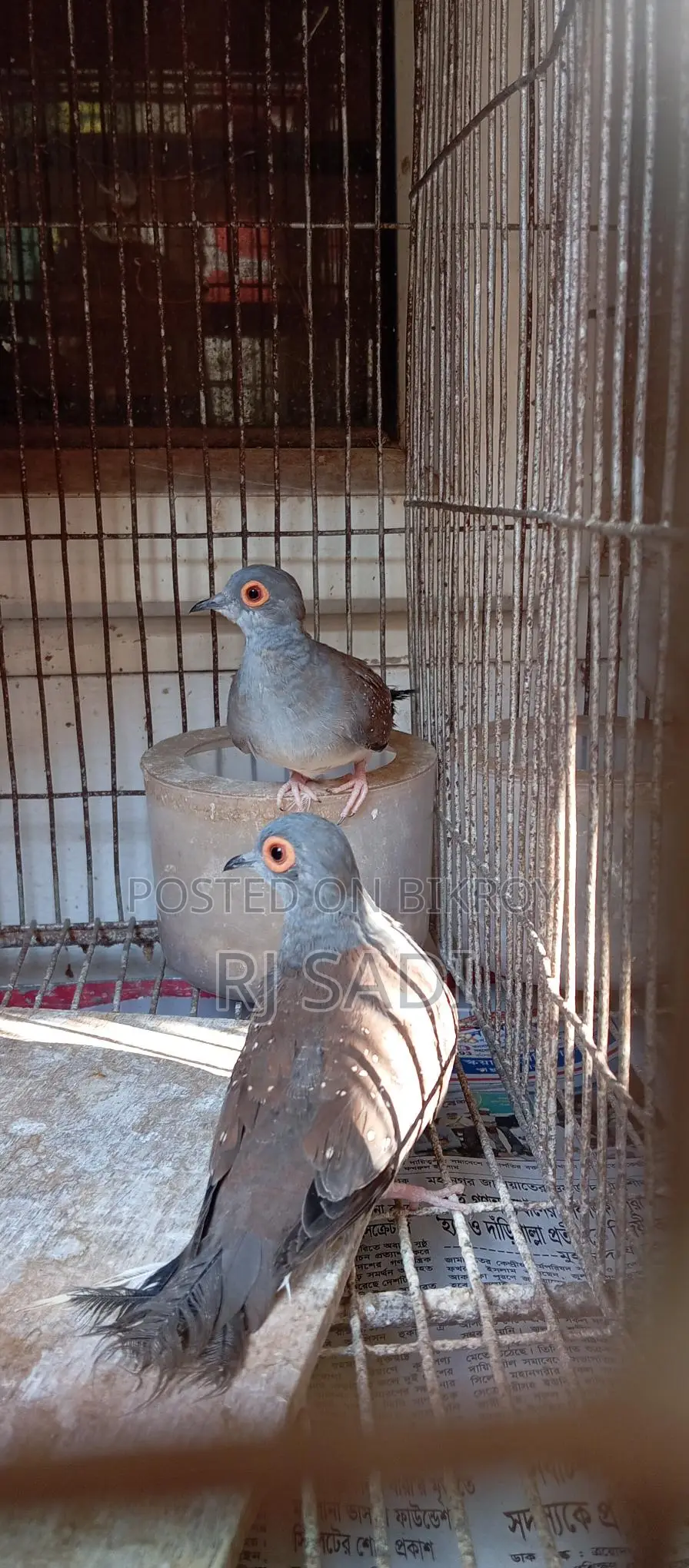 Diamond Dove