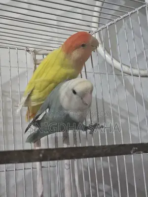 Love bird master pair