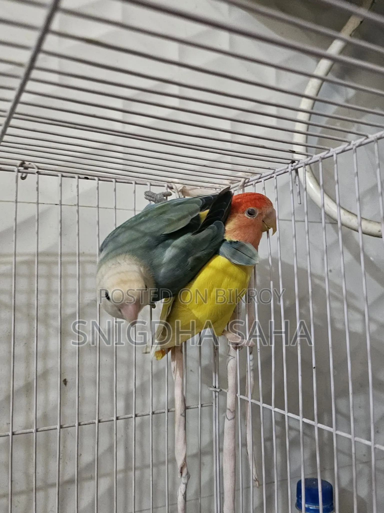 Love bird master pair