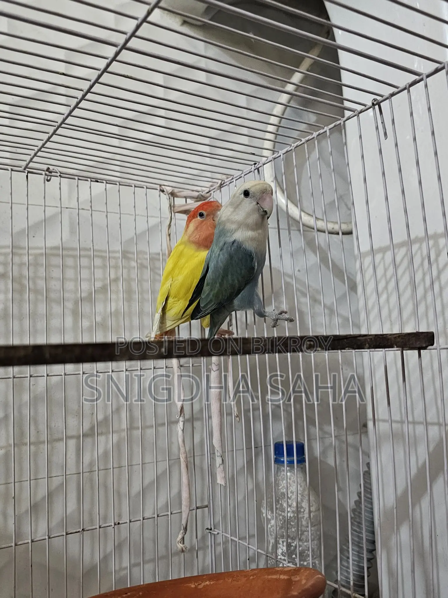 Love bird master pair