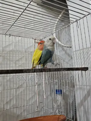 Love bird master pair