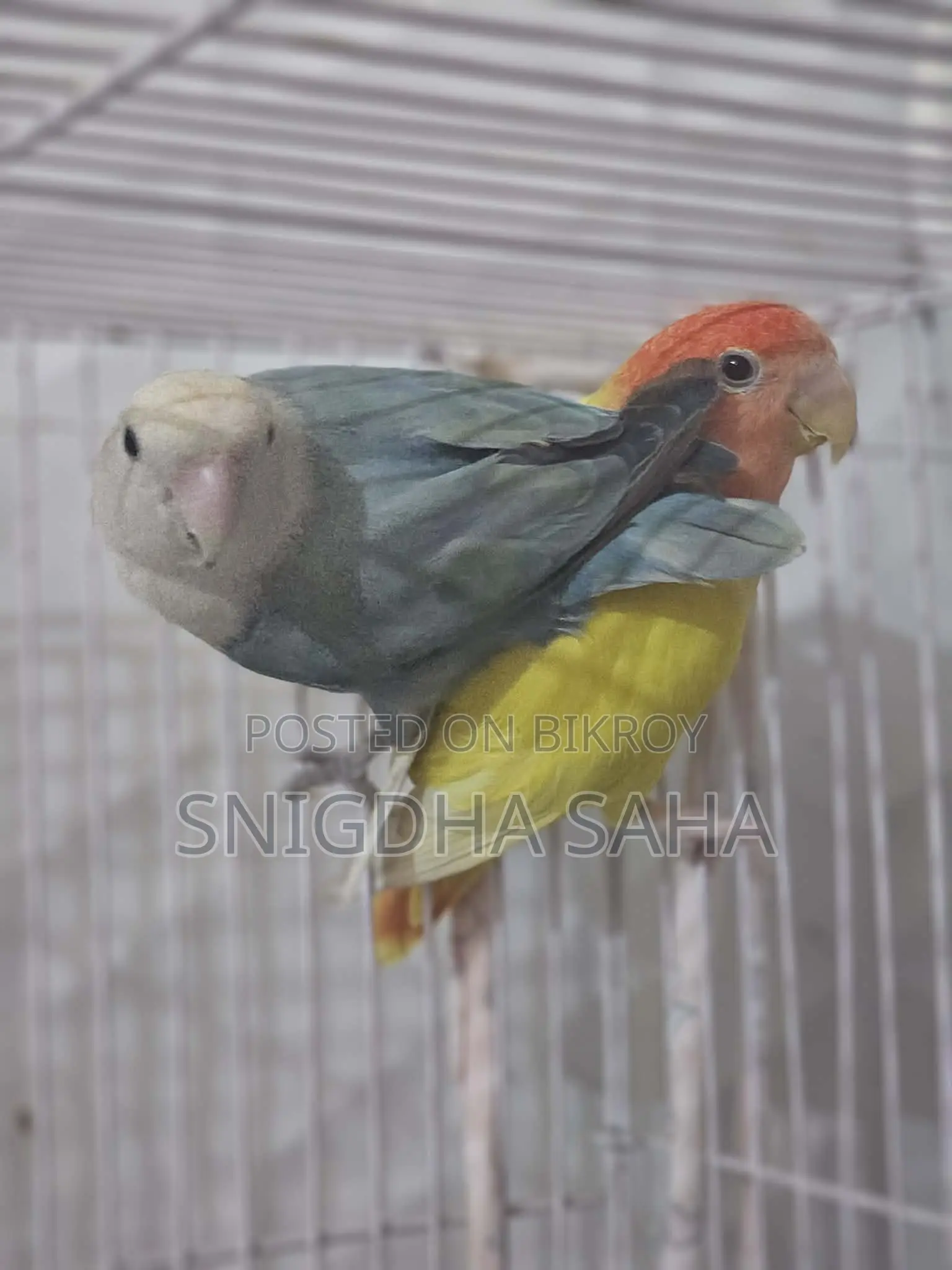 Love bird master pair