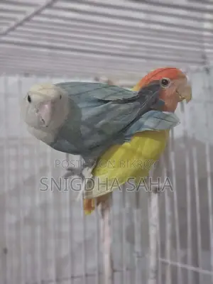 Love bird master pair